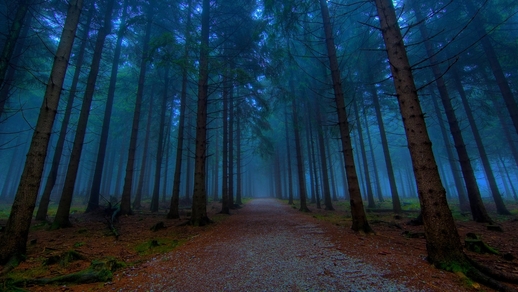 Wallpaper Blue Forest mystical forest path